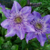 Клематис Мульти блю (Multi Blue) купить с доставкой