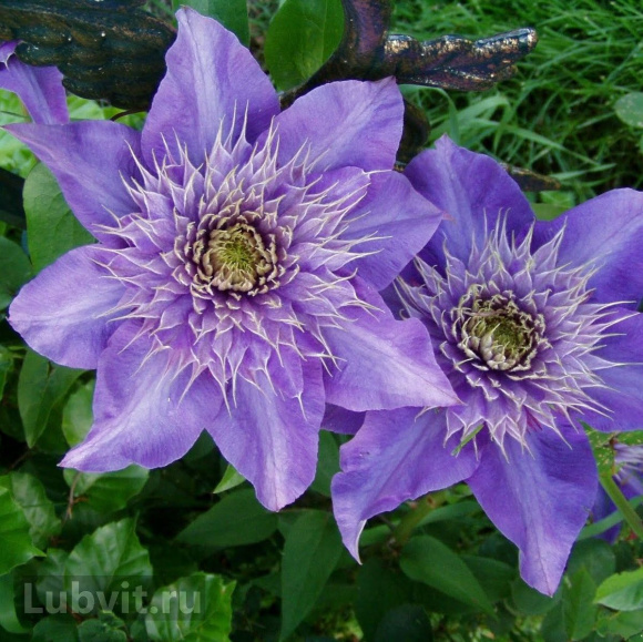 Клематис Мульти блю (Multi Blue) купить с доставкой