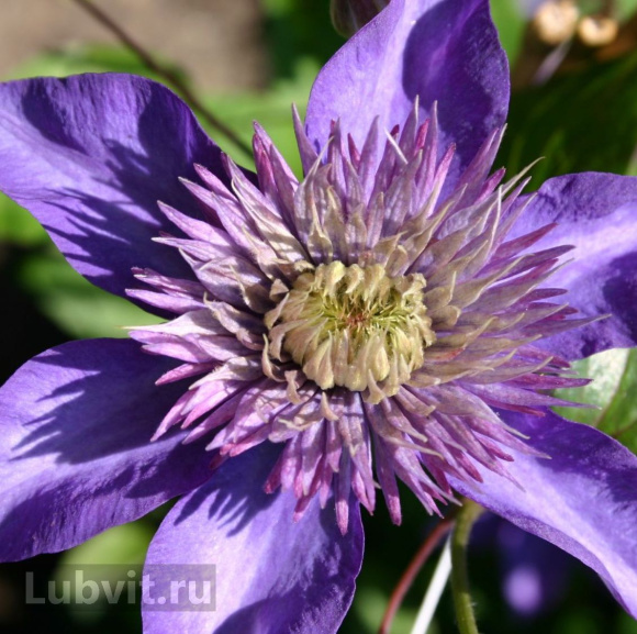 Клематис Мульти блю (Multi Blue) купить с доставкой