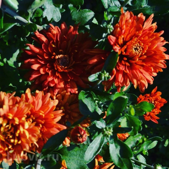 Хризантема корейская Ватра купить с доставкой
