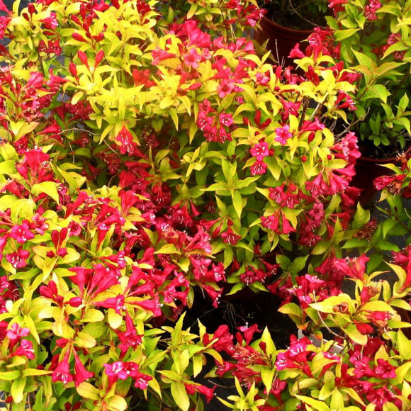 Вейгела Ауреа (Aurea) купить с доставкой