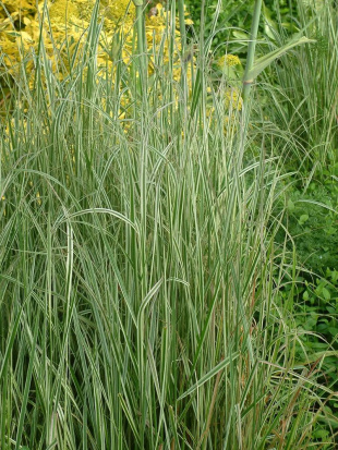 Вейник Овердам (Overdam)