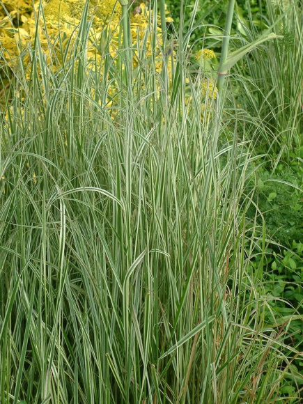 Вейник Овердам (Overdam) купить с доставкой