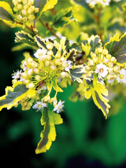 Пузыреплодник Мозаика (Mazaika) купить с доставкой