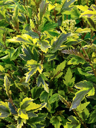 Пузыреплодник Мозаика (Mazaika)