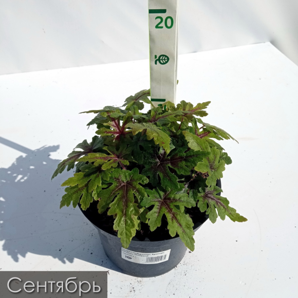 Тиарелла Джиперс Криперс (Jeepers Creepers) купить с доставкой