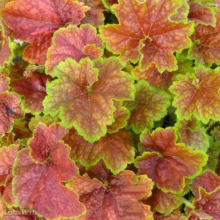 Гейхера Миракл (Miracle)