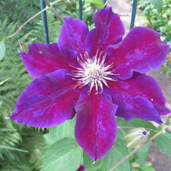 Клематис Юлька (Julka) купить с доставкой