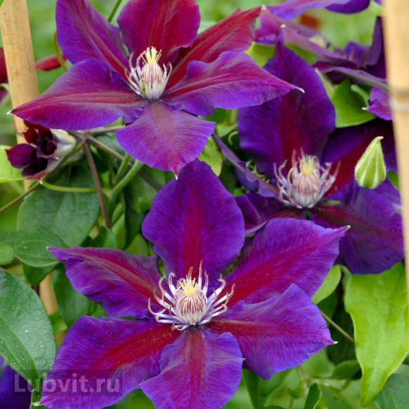 Клематис Юлька (Julka) купить с доставкой