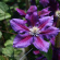 Клематис Юлька (Julka) купить с доставкой