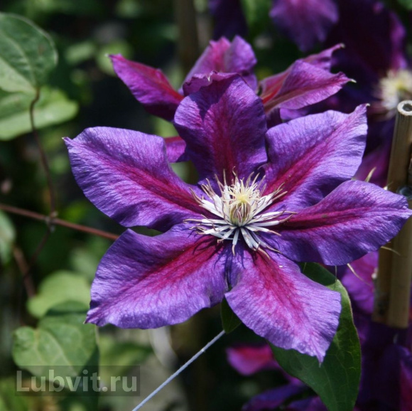 Клематис Юлька (Julka) купить с доставкой