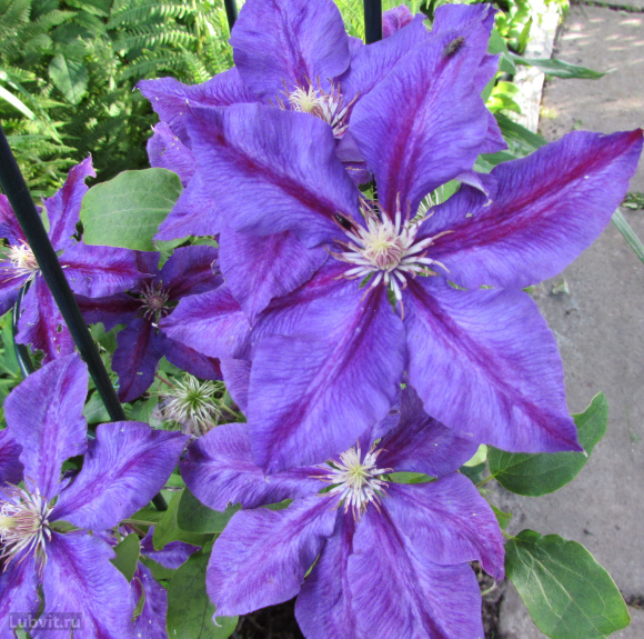 Клематис Юлька (Julka) купить с доставкой