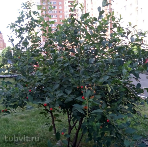 Вишня Волочаевка купить с доставкой