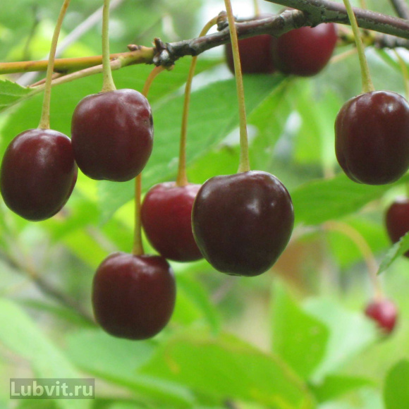Вишня Волочаевка купить с доставкой