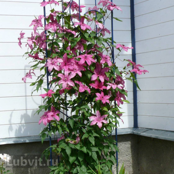 Клематис Барбара (Barbara) купить с доставкой