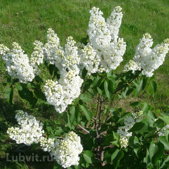 Сирень Рочестер (Rochester) купить с доставкой