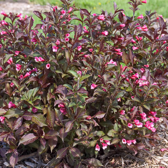 Вейгела Александра (Alexandra) купить с доставкой