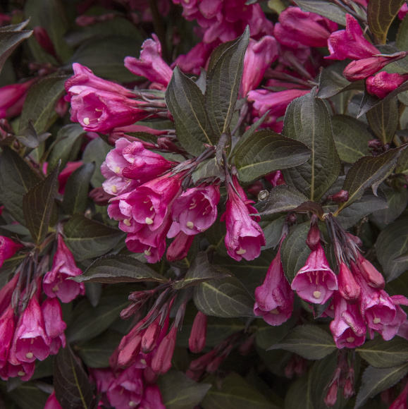 Вейгела Александра (Alexandra) купить с доставкой