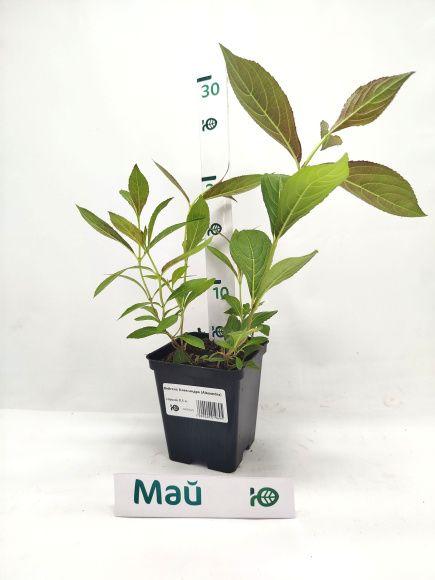 Вейгела Александра (Alexandra) купить с доставкой