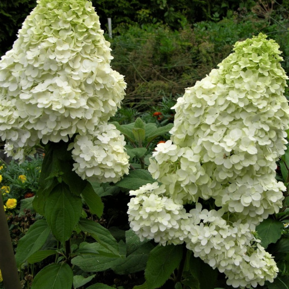 Гортензия Мэджикал Маттерхорн (Magical Matterhorn) метельчатая купить с доставкой