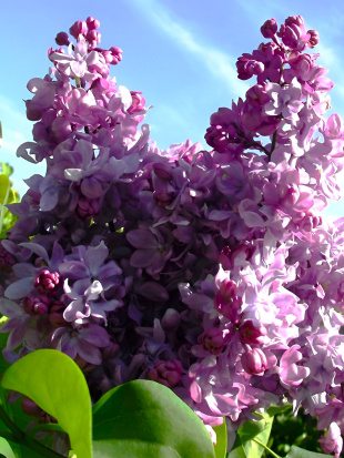 Сирень Георгий Свиридов