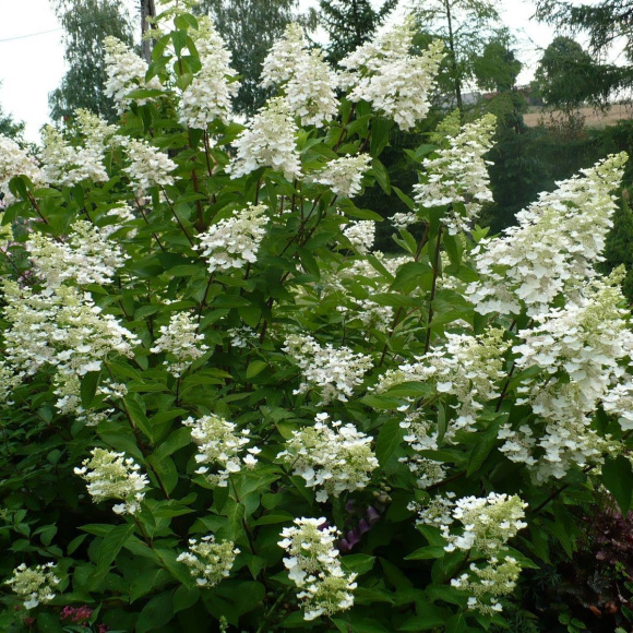 Гортензия Киушу (Kyushu) метельчатая купить с доставкой