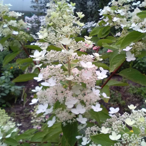 Гортензия Киушу (Kyushu) метельчатая купить с доставкой