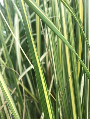 Вейник Ингланд (England)