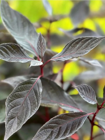 Дерен Найтфолл (Nightfall) купить с доставкой