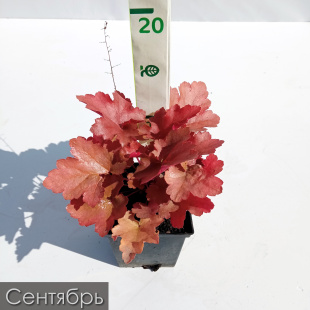 Гейхера Пенелопа (Penelope)