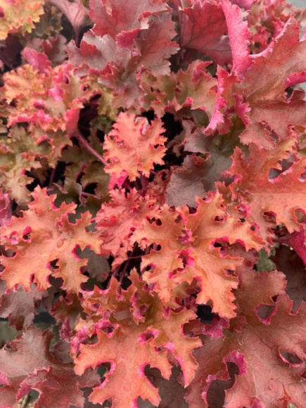 Гейхера Зиппер (Zipper) купить с доставкой