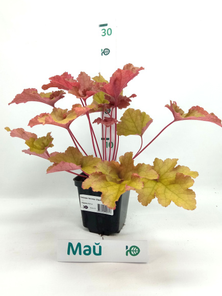 Гейхера Зиппер (Zipper) купить с доставкой