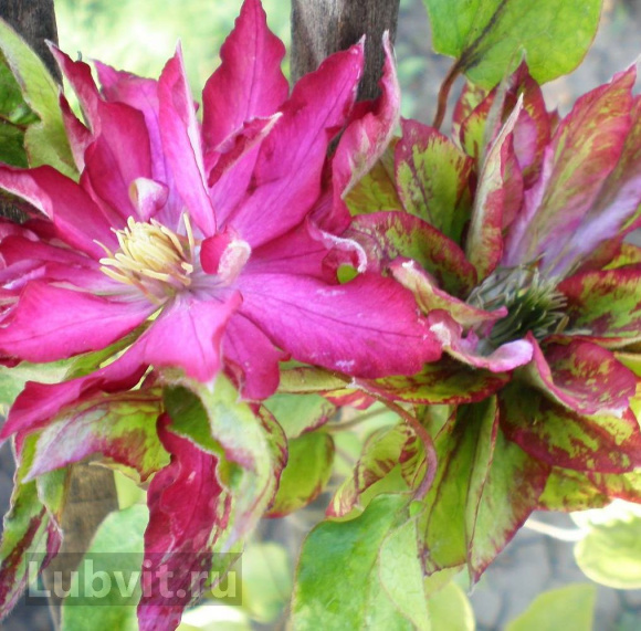 Клематис Каен (Kaen) купить с доставкой