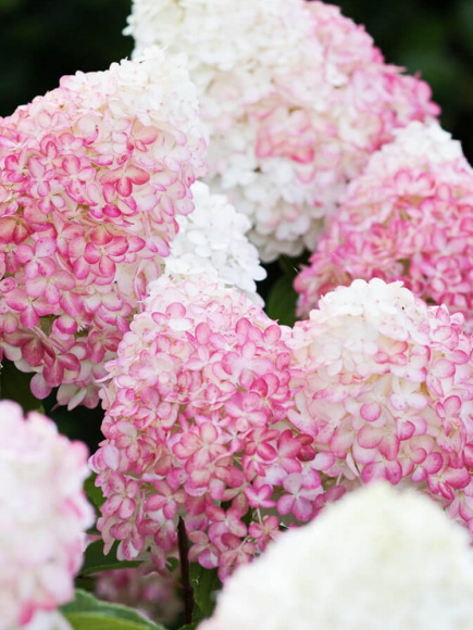 Гортензия Пинк энд Роуз (Pink and Rose) метельчатая купить с доставкой