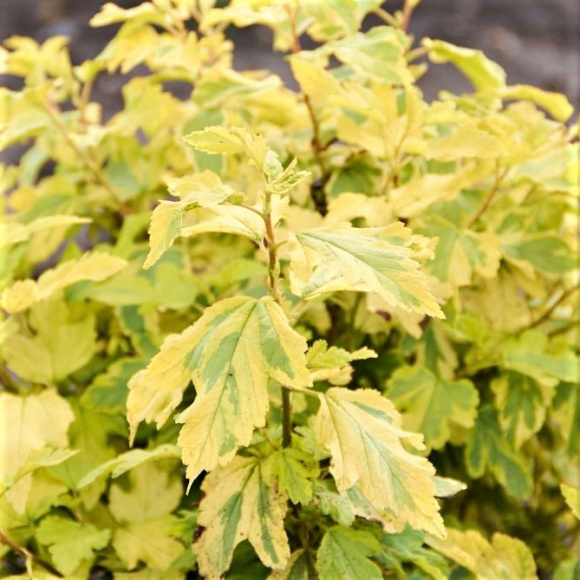 Пузыреплодник Голден Энни (Golden Anny) купить с доставкой