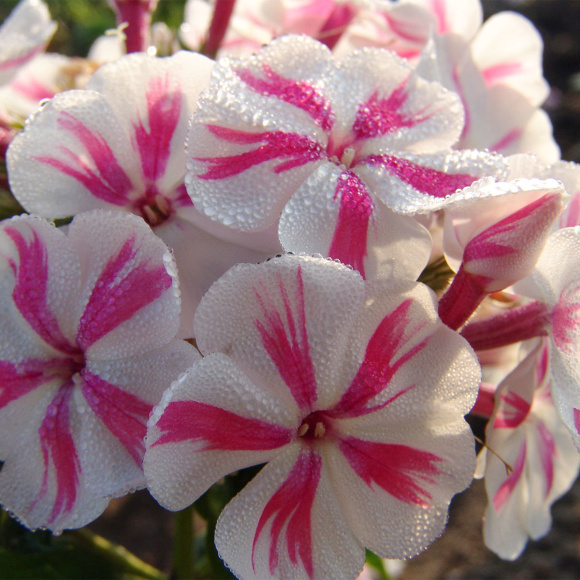 Флокс Твистер (Twister) купить с доставкой