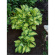 Хоста Альбопикта (Albopicta) [M] купить с доставкой