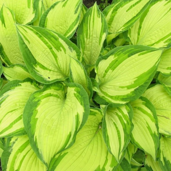 Хоста Альбопикта (Albopicta) [M] купить с доставкой