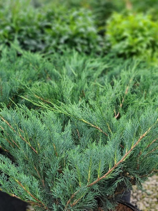 Можжевельник казацкий Голубой Дунай (Blue Danube)