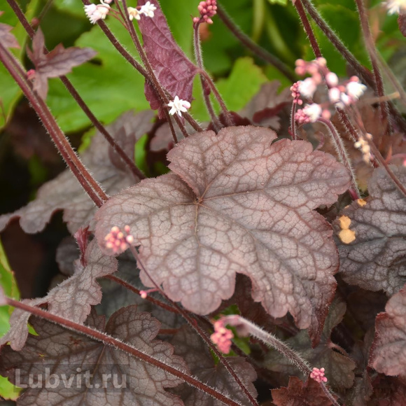 Гейхера Инфинити (Infinity) купить с доставкой