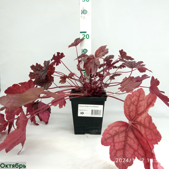 Гейхера Инфинити (Infinity) купить с доставкой