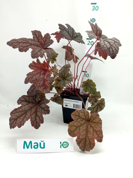 Гейхера Инфинити (Infinity) купить с доставкой