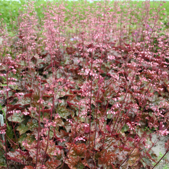 Гейхера Рейчел (Rachel) купить с доставкой