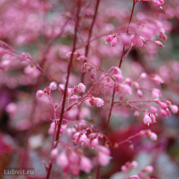 Гейхера Рейчел (Rachel) купить с доставкой