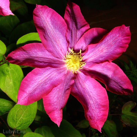 Клематис Какио (Kakio) купить с доставкой