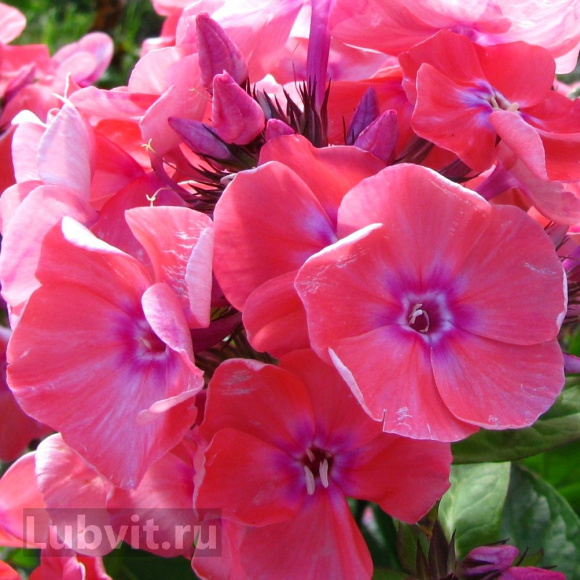 Флокс Московская сказка купить с доставкой