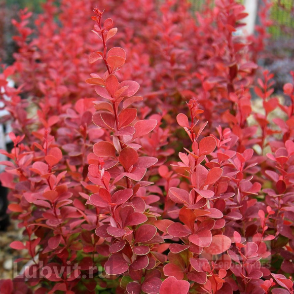 Барбарис Венис (Venice) купить с доставкой