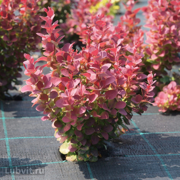 Барбарис Венис (Venice) купить с доставкой