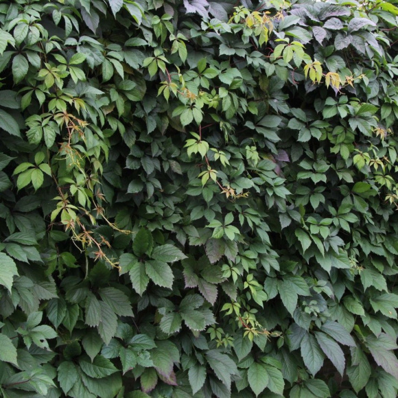 Девичий виноград пятилисточковый