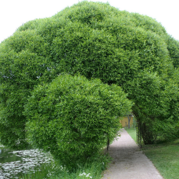 Ива Булата купить с доставкой